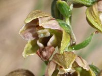 Epipactis helleborine ssp neerlandica 39, Duinwespenorchis, Saxifraga-Hans Dekker