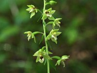 Epipactis helleborine ssp neerlandica 43, Duinwespenorchis, Saxifraga-Hans Dekker