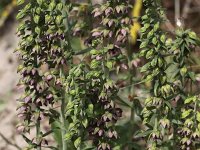 Epipactis helleborine ssp neerlandica 46, Duinwespenorchis, Saxifraga-Peter Meininger