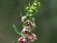 Epipactis helleborine ssp neerlandica 81, Duinwespenorchis, Saxifraga-Hans Dekker