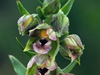 Epipactis helleborine ssp neerlandica 82, Duinwespenorchis, Saxifraga-Hans Dekker