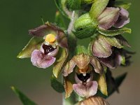 Epipactis helleborine ssp neerlandica 84, Duinwespenorchis, Saxifraga-Hans Dekker