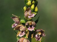 Epipactis helleborine ssp neerlandica 85, Duinwespenorchis, Saxifraga-Hans Dekker