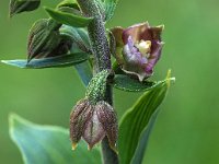 Epipactis helleborine ssp neerlandica 86, Duinwespenorchis, Saxifraga-Hans Dekker