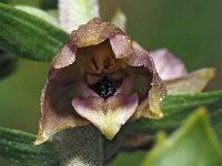 Epipactis helleborine ssp neerlandica 88, Duinwespenorchis, Saxifraga-Hans Dekker