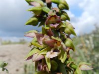 Epipactis helleborine ssp neerlandica 94, Duinwespenorchis, Saxifraga-Rutger Basrendse