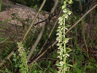 Epipactis helleborine var orbicularis 17, Saxifraga-Hans Dekker