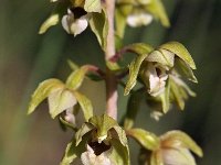 Epipactis helleborine var orbicularis 68, Saxifraga-Hans Dekker