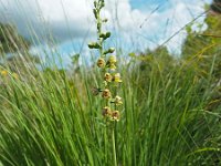 Epipactis helleborine var orbicularis 69, Saxifraga-Hans Dekker