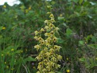 Epipactis helleborine var orbicularis 70, Saxifraga-Hans Dekker