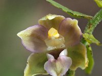 Epipactis helleborine var orbicularis 73, Saxifraga-Hans Dekker