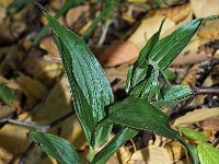 Epipactis helleborine var orbicularis 74, Saxifraga-Hans Dekker