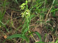 Epipactis helleborine var viridans 75, Saxifraga-Hans Dekker