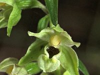 Epipactis helleborine var viridans 76, Saxifraga-Hans Dekker