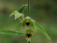 Epipactis leptochila 2, Saxifraga-Dirk Hilbers