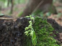 Epipactis leptochila 3, Saxifraga-Hans Dekker