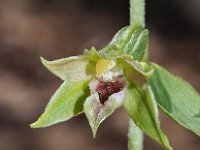 Epipactis leptochila 5, Saxifraga-Hans Dekker