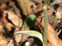 Epipactis microphylla 3, Saxifraga-Rutger Barendse