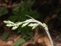 Epipactis microphylla 4, Saxifraga-Rutger Barendse