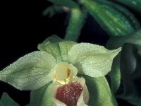 Epipactis muelleri 12, Geelgroene wespenorchis, Saxifraga-Hans Dekker