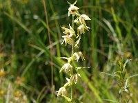 Epipactis muelleri 13, Geelgroene wespenorchis, Saxifraga-Hans Dekker