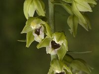 Epipactis muelleri 2, Geelgroene wespenorchis, Saxifraga-Jan van der Straaten