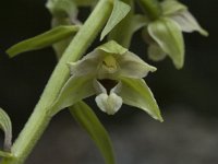 Epipactis muelleri 5, Geelgroene wespenorchis, Saxifraga-Jan van der Straaten