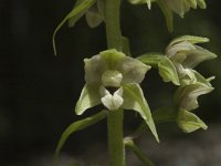 Epipactis muelleri 6, Geelgroene wespenorchis, Saxifraga-Jan van der Straaten