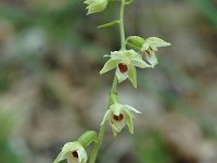 Epipactis muelleri 9, Geelgroene wespenorchis, Saxifraga-Jan van der Straaten