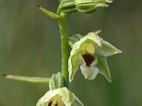 Epipactis muellerii 14, Geelgroene wespenorchis, Saxifraga-Hans Dekker