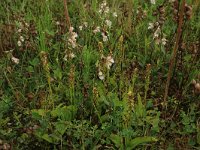 Epipactis palustris 107, Moeraswespenorchis, Saxifraga-Hans Boll