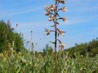 Epipactis palustris 111, Moeraswespenorchis, Saxifraga-Ed Stikvoort