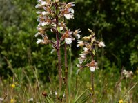 Epipactis palustris 112, Moeraswespenorchis, Saxifraga-Ed Stikvoort