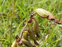 Epipactis palustris 113, Moeraswespenorchis, Saxifraga-Rutger Barendse