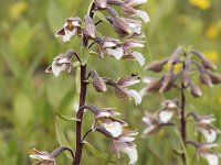 Epipactis palustris 114, Moeraswespenorchis, Saxifraga-Willem van Kruijsbergen