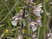 Epipactis palustris 115, Moeraswespenorchis, Saxifraga-Willem van Kruijsbergen