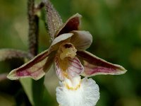 Epipactis palustris 13, Moeraswespenorchis, Saxifraga-Jan van der Straaten