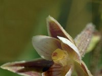 Epipactis palustris 14, Moeraswespenorchis, Saxifraga-Jan van der Straaten