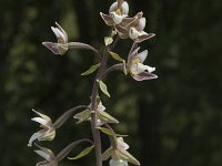 Epipactis palustris 19, Moeraswespenorchis, Saxifraga-Jan van der Straaten