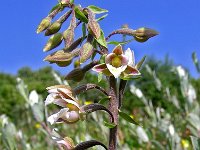 Epipactis palustris 2, Moeraswespenorchis, Saxifraga-Hans Dekker