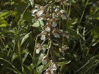 Epipactis palustris 21, Moeraswespenorchis, Saxifraga-Jan van der Straaten