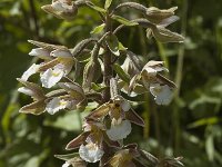 Epipactis palustris 22, Moeraswespenorchis, Saxifraga-Jan van der Straaten