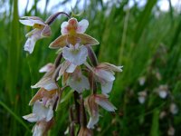 Epipactis palustris 28, Moeraswespenorchis, Saxifraga-Rudmer Zwerver