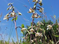 Epipactis palustris 33, Moeraswespenorchis, Saxifraga-Hans Dekker