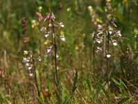 Epipactis palustris 36, Moeraswespenorchis, Saxifraga-Hans Dekker