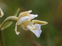 Epipactis palustris 37, Moeraswespenorchis, Saxifraga-Hans Dekker