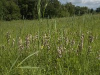 Epipactis palustris 44, Moeraswespenorchis, Saxifraga-Willem van Kruijsbergen