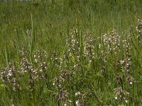 Epipactis palustris 45, Moeraswespenorchis, Saxifraga-Willem van Kruijsbergen