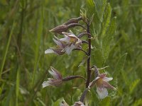 Epipactis palustris 49, Moeraswespenorchis, Saxifraga-Jan van der Straaten