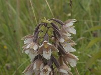 Epipactis palustris 51, Moeraswespenorchis, Saxifraga-Jan van der Straaten